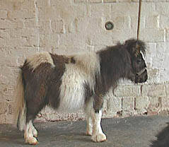 kleine Shetty