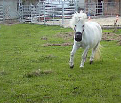 Prävention Hufreheschub