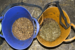 Futtereimer für Pferdefutterung