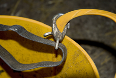 Futtereimer für Pferdefutterung