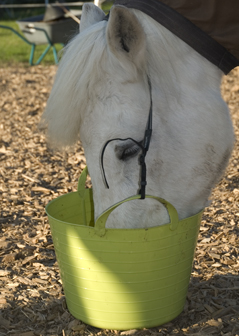 Futtereimer für Pferdefutterung