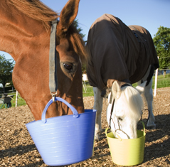 Futtereimer für Pferdefutterung