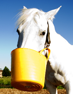 Futtereimer für Pferdefutterung