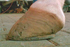 Korrektur der Hufe unter der Verwendung des Werkanneisens