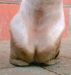 Korrektur der Hufe unter der Verwendung des Werkanneisens