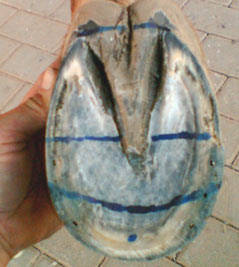 Korrektur der Hufe unter der Verwendung des Werkanneisens