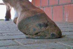 Korrektur der Hufe unter der Verwendung des Werkanneisens