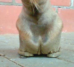 Korrektur der Hufe unter der Verwendung des Werkanneisens