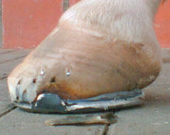 Korrektur der Hufe unter der Verwendung des Werkanneisens