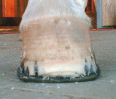 Korrektur der Hufe unter der Verwendung des Werkanneisens