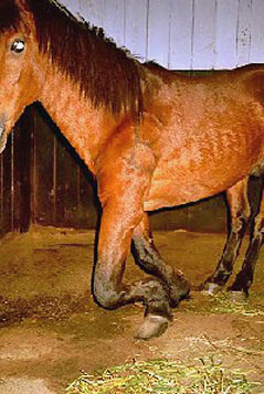 Ein Rennpony in Srilanka