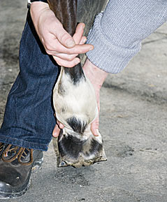 Schon eine Hebung des Pferdebeines, der an der Bärentatzigkeit leidet beretet dem Pferd etliche Problemme