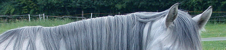 rafael marius jarecki kassel