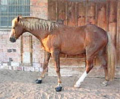 Rehepatient vor dem Beschlagen