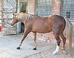 Rehepatient vor dem Beschlagen