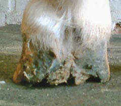 Beschlag mit EDSS-System