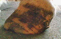 Beschlag mit EDSS-System