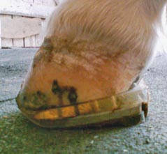 Beschlag mit EDSS-System