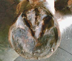 Beschlag mit EDSS-System