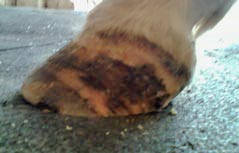 Beschlag mit EDSS-System