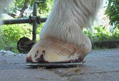 Beschlag mit NBS-Eisen