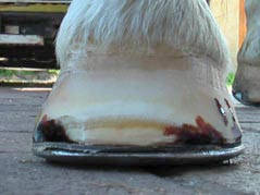 Beschlag mit NBS-Eisen