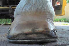 Beschlag mit NBS-Eisen