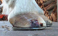 Beschlag mit NBS-Eisen