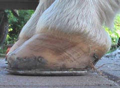 Beschlag mit NBS-Eisen